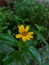 Wedelia chinensis or Sphagneticola trilobata or theÂ Bay Biscayne creeping oxeye or Singapore daisy or creeping oxeye